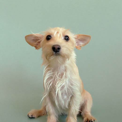 A freshly bathed small terrier