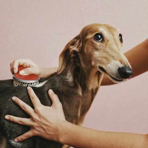 Hands brushing out a long-haired dog's coat