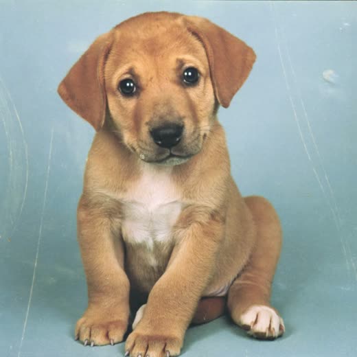 A puppy sitting calmly